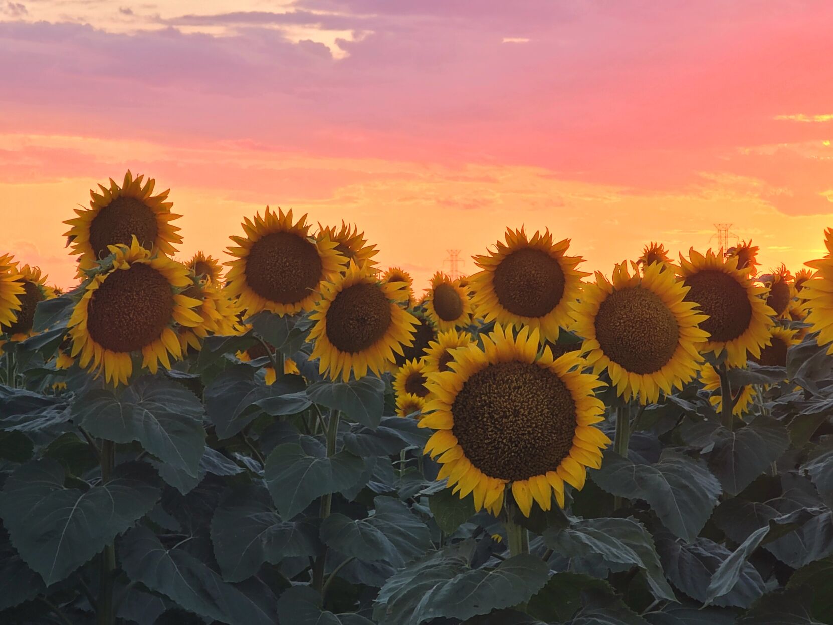 Sunset flowers